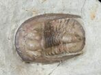 Cordania & Kainops Trilobite Association - Oklahoma #15917-2